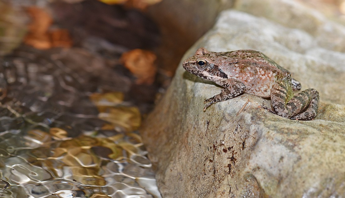 Rana italica